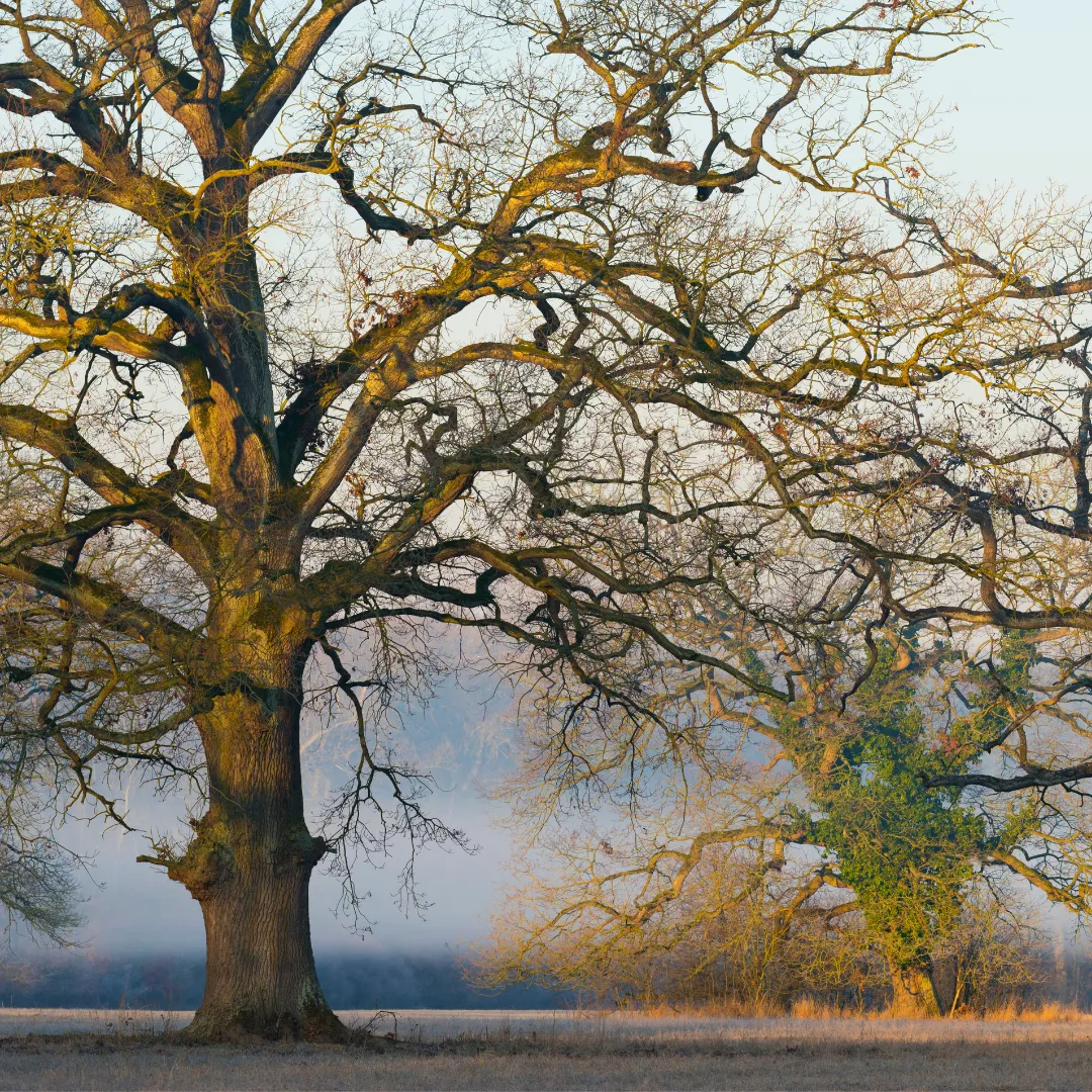 A large old oak tree in a misty field